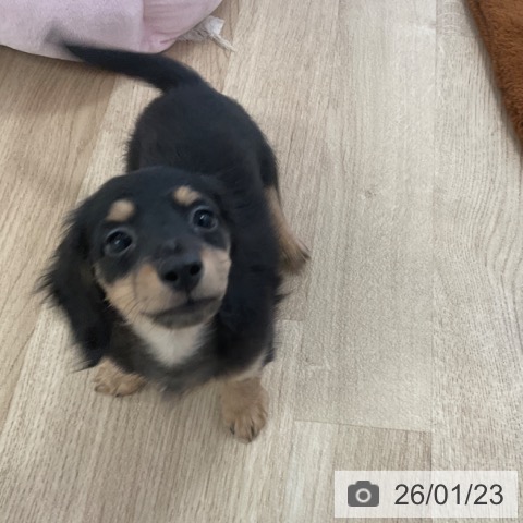 ミニチュア・ダックスフンドの写真