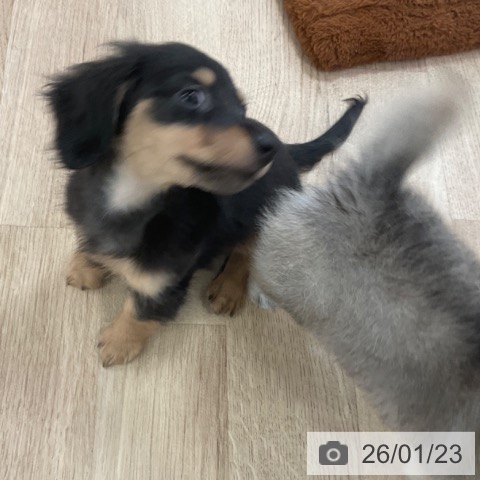 ミニチュア・ダックスフンドの写真