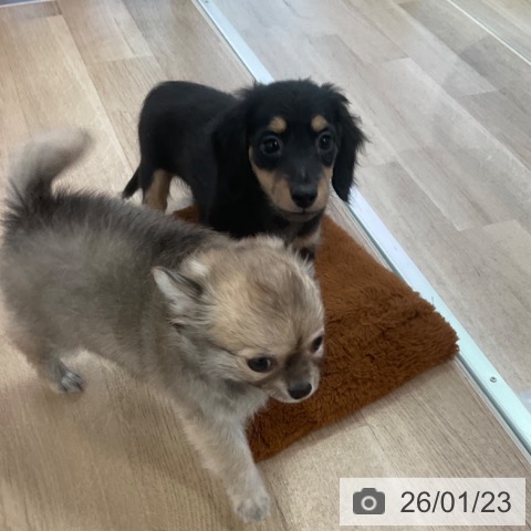 ミニチュア・ダックスフンドの写真