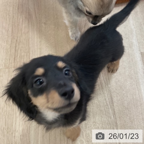 ミニチュア・ダックスフンドの写真