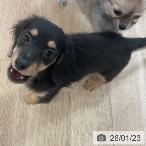 福岡県のミニチュアダックスフンド(ロング) (ペットプラス ららぽーと福岡店/2025年11月22日生まれ/男の子/ブラックタン)の子犬の4枚目の画像