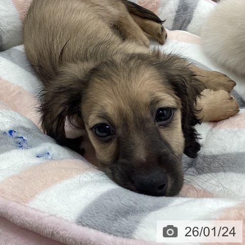 ミニチュア・ダックスフンドの写真