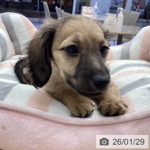 ミニチュア・ダックスフンドの写真