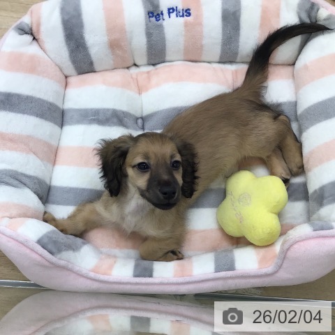 ミニチュア・ダックスフンドの写真