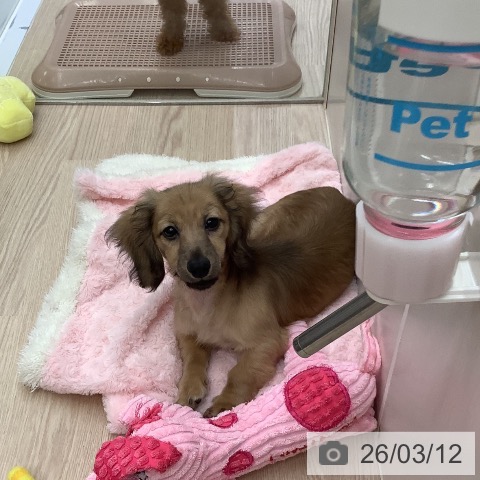 ミニチュア・ダックスフンドの写真