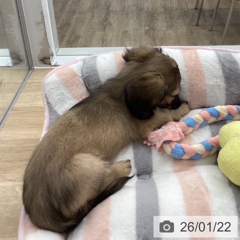 福岡県のミニチュアダックスフンド(ロング) (ペットプラス 春日店/2025年11月22日生まれ/男の子/シェーデットイエロー)の子犬の4枚目の画像