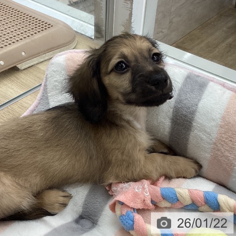 福岡県のミニチュアダックスフンド(ロング) (ペットプラス 春日店/2025年11月22日生まれ/男の子/シェーデットイエロー)の子犬の3枚目の画像