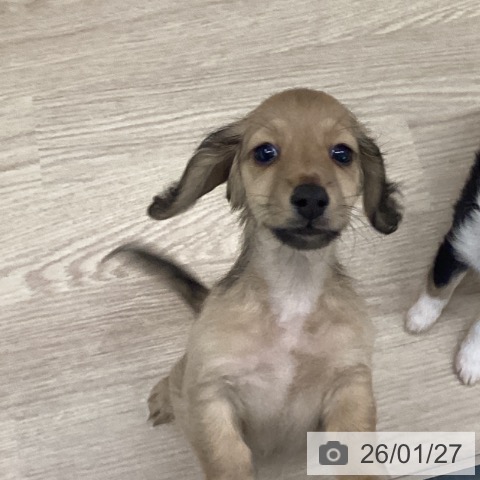 長崎県のミニチュアダックスフンド(ロング) (ペットプラス 長崎店/2025年11月22日生まれ/男の子/シェーデットイエロー)の子犬の4枚目の画像