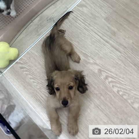 長崎県のミニチュアダックスフンド(ロング) (ペットプラス 長崎店/2025年11月22日生まれ/男の子/シェーデットイエロー)の子犬の4枚目の画像