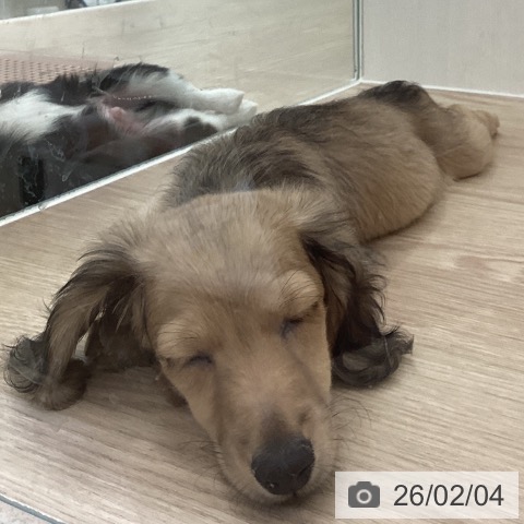 長崎県のミニチュアダックスフンド(ロング) (ペットプラス 長崎店/2025年11月22日生まれ/男の子/シェーデットイエロー)の子犬の3枚目の画像