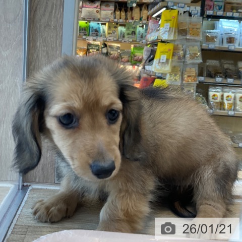 福岡県のミニチュアダックスフンド(ロング) (ペットプラス ららぽーと福岡店/2025年11月22日生まれ/女の子/シェーデットイエロー)の子犬の4枚目の画像