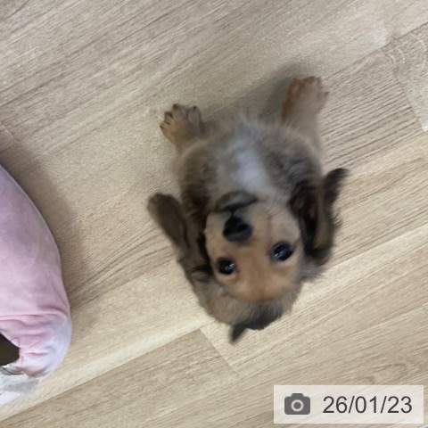 福岡県のミニチュアダックスフンド(ロング) (ペットプラス ららぽーと福岡店/2025年11月22日生まれ/女の子/シェーデットイエロー)の子犬の4枚目の画像