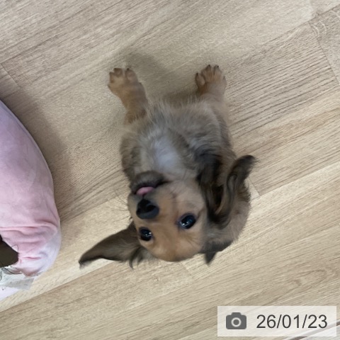 福岡県のミニチュアダックスフンド(ロング) (ペットプラス ららぽーと福岡店/2025年11月22日生まれ/女の子/シェーデットイエロー)の子犬の3枚目の画像