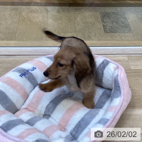 福岡県のミニチュアダックスフンド(ロング) (ペットプラス ららぽーと福岡店/2025年11月22日生まれ/女の子/シェーデットイエロー)の子犬の4枚目の画像