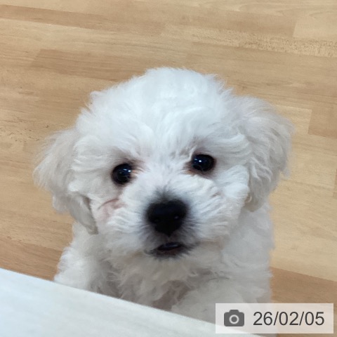 福岡県のビションフリーゼ (ペットプラス 福岡伊都店/2025年11月25日生まれ/男の子/ホワイト)の子犬の3枚目の画像