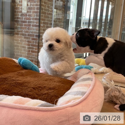 福岡県のビションフリーゼ (ペットプラス ららぽーと福岡店/2025年11月25日生まれ/男の子/ホワイト)の子犬の4枚目の画像