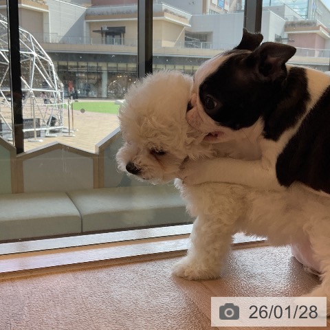 福岡県のビションフリーゼ (ペットプラス ららぽーと福岡店/2025年11月25日生まれ/男の子/ホワイト)の子犬の3枚目の画像