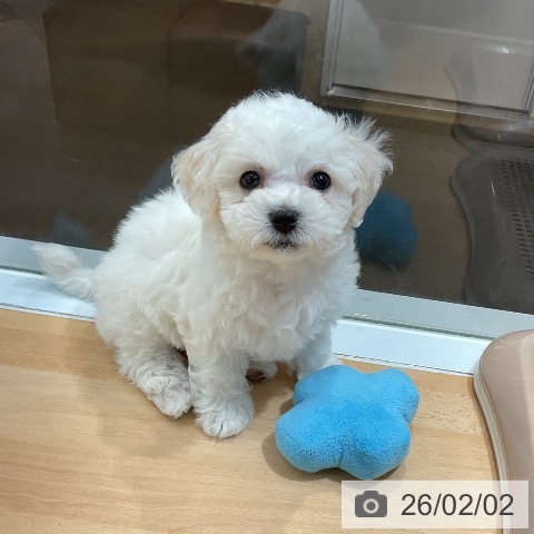 熊本県のビションフリーゼ (ペットプラス 熊本店/2025年11月25日生まれ/女の子/ホワイト)の子犬の3枚目の画像