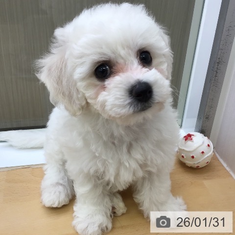 福岡県のビションフリーゼ (ペットプラス 福岡店/2025年11月25日生まれ/女の子/ホワイト)の子犬の3枚目の画像