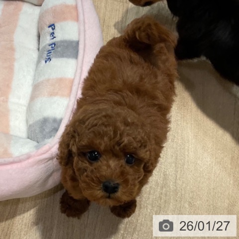 福岡県のトイプードル(トイ) (ペットプラス 小倉南店/2025年11月26日生まれ/女の子/レッド)の子犬の4枚目の画像