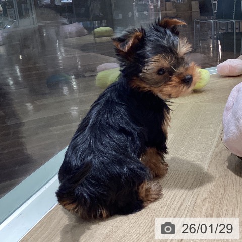 埼玉県のヨークシャーテリア (ペットプラス イオンモール春日部店/2025年11月22日生まれ/男の子/スチールブルータン)の子犬の4枚目の画像