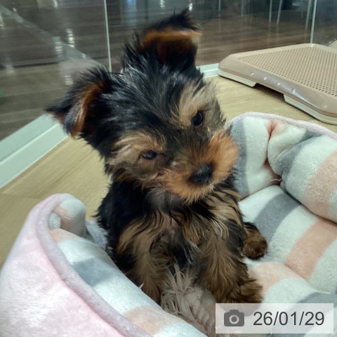 埼玉県のヨークシャーテリア (ペットプラス イオンモール春日部店/2025年11月22日生まれ/男の子/スチールブルータン)の子犬の3枚目の画像