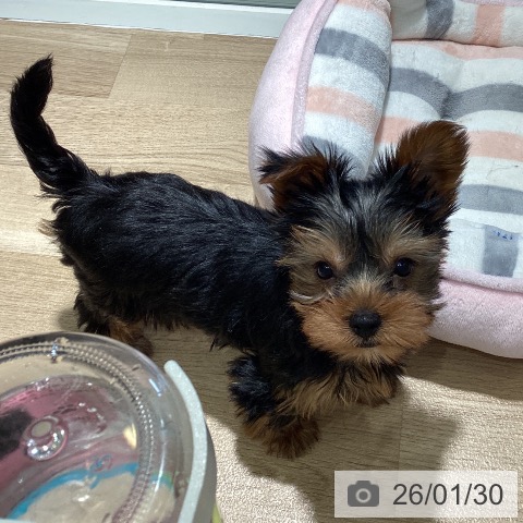 埼玉県のヨークシャーテリア (ペットプラス イオンモール春日部店/2025年11月22日生まれ/男の子/スチールブルータン)の子犬の3枚目の画像