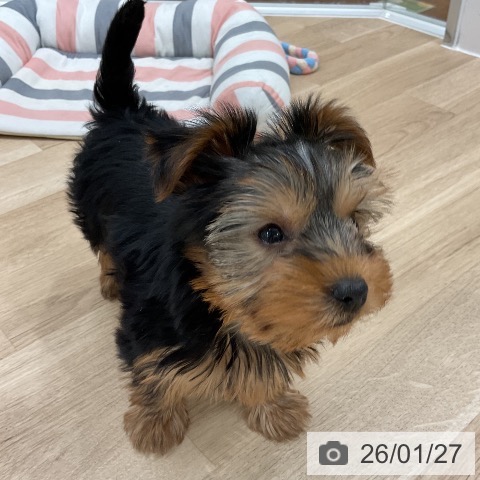 ヨークシャー・テリアの写真