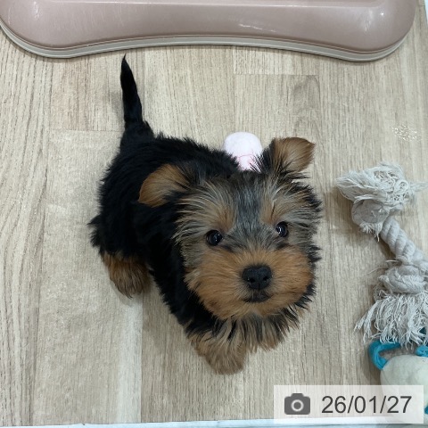 福岡県のヨークシャーテリア (ペットプラス 八幡東店/2025年11月22日生まれ/女の子/スチールブルータン)の子犬の4枚目の画像