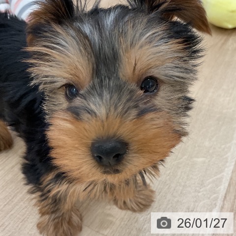 福岡県のヨークシャーテリア (ペットプラス 八幡東店/2025年11月22日生まれ/女の子/スチールブルータン)の子犬の3枚目の画像