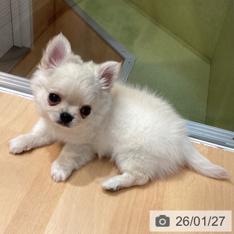 熊本県のチワワ(ロング) (ペットプラス 熊本店/2025年11月26日生まれ/男の子/クリーム)の子犬の3枚目の画像