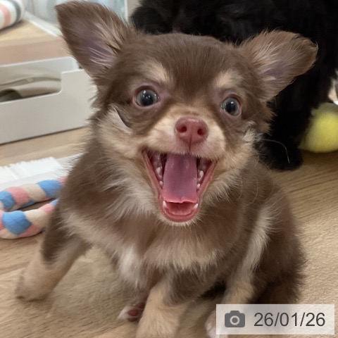 福岡県のチワワ(ロング) (ペットプラス 八幡東店/2025年11月25日生まれ/男の子/チョコレートタン)の子犬の4枚目の画像