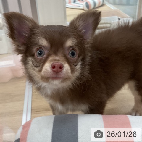 福岡県のチワワ(ロング) (ペットプラス 八幡東店/2025年11月25日生まれ/男の子/チョコレートタン)の子犬の3枚目の画像