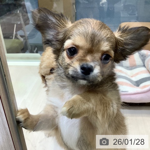 埼玉県のチワワ(ロング) (ペットプラス クレアモール川越店/2025年11月22日生まれ/男の子/レッド)の子犬の4枚目の画像