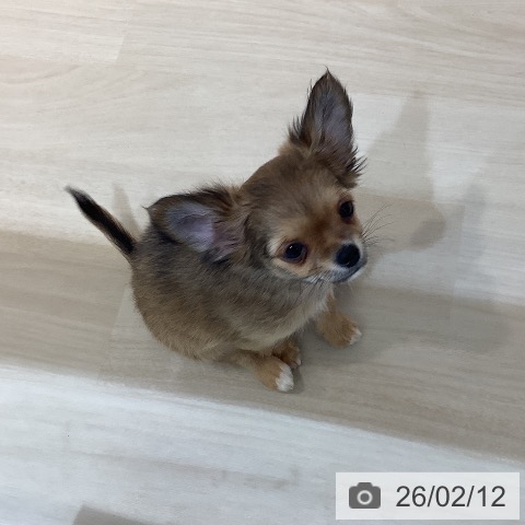 チワワの写真