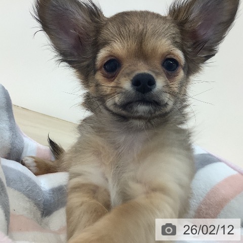 埼玉県のチワワ(ロング) (ペットプラス クレアモール川越店/2025年11月22日生まれ/男の子/レッド)の子犬の4枚目の画像