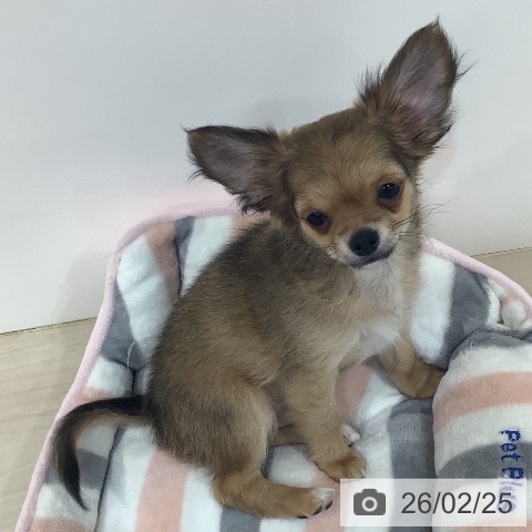 埼玉県のチワワ(ロング) (ペットプラス クレアモール川越店/2025年11月22日生まれ/男の子/レッド)の子犬の4枚目の画像