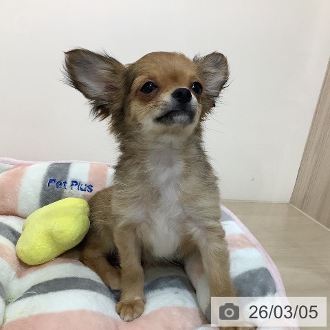 埼玉県のチワワ(ロング) (ペットプラス クレアモール川越店/2025年11月22日生まれ/男の子/レッド)の子犬の4枚目の画像