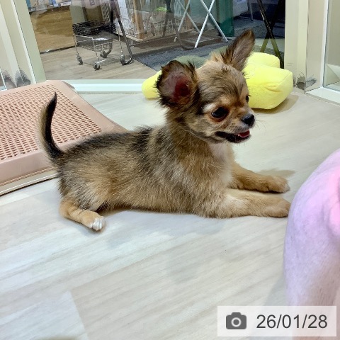 埼玉県のチワワ(ロング) (ペットプラス クレアモール川越店/2025年11月22日生まれ/男の子/レッド)の子犬の3枚目の画像