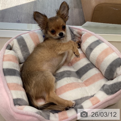 埼玉県のチワワ(ロング) (ペットプラス クレアモール川越店/2025年11月22日生まれ/男の子/レッド)の子犬の4枚目の画像