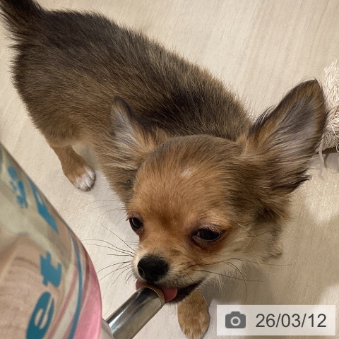 埼玉県のチワワ(ロング) (ペットプラス クレアモール川越店/2025年11月22日生まれ/男の子/レッド)の子犬の3枚目の画像