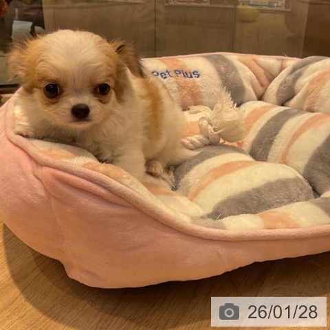 東京都のチワワ(ロング) (ペットプラス アクアシティお台場店/2025年11月26日生まれ/女の子/ホワイトレッド)の子犬の4枚目の画像