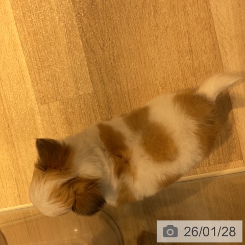 東京都のチワワ(ロング) (ペットプラス アクアシティお台場店/2025年11月26日生まれ/女の子/ホワイトレッド)の子犬の3枚目の画像