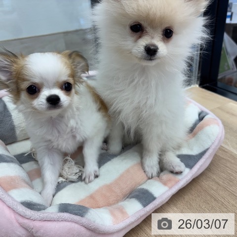 神奈川県のチワワ(ロング) (ペットプラス 武蔵小杉店/2025年11月26日生まれ/女の子/ホワイトレッド)の子犬の3枚目の画像