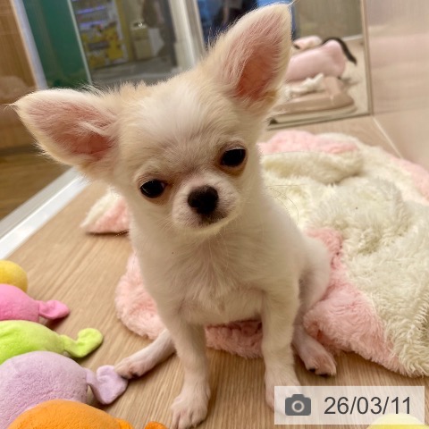 チワワの写真