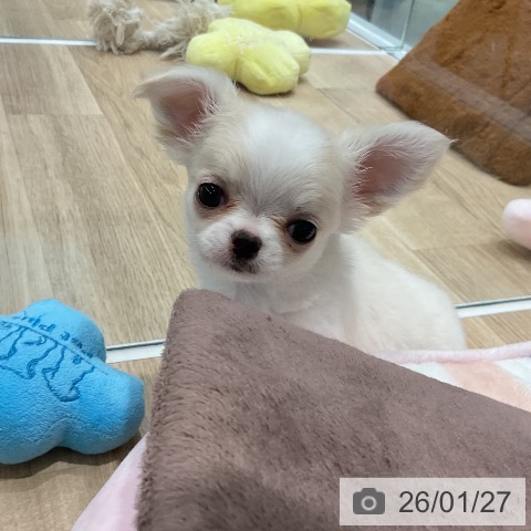 福岡県のチワワ(ロング) (ペットプラス 八幡東店/2025年11月26日生まれ/男の子/クリーム)の子犬の4枚目の画像