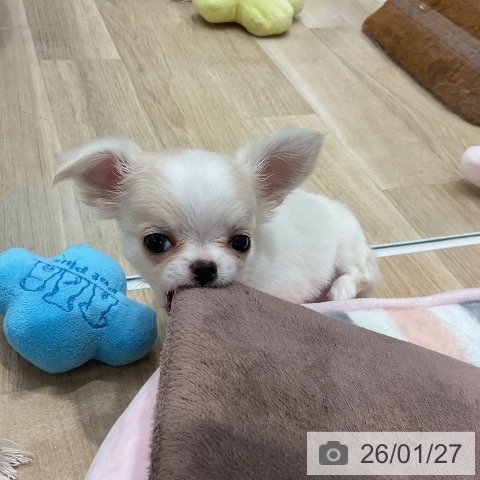 福岡県のチワワ(ロング) (ペットプラス 八幡東店/2025年11月26日生まれ/男の子/クリーム)の子犬の3枚目の画像