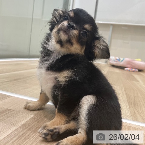 神奈川県のチワワ(ロング) (ペットプラス テラスモール湘南店/2025年11月26日生まれ/女の子/ブラックタン)の子犬の4枚目の画像