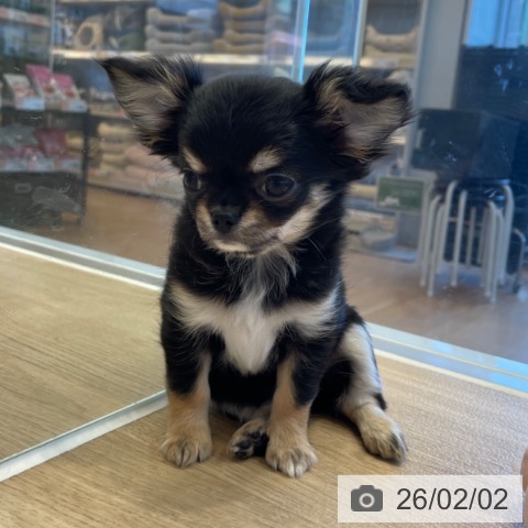 神奈川県のチワワ(ロング) (ペットプラス テラスモール湘南店/2025年11月26日生まれ/女の子/ブラックタン)の子犬の3枚目の画像