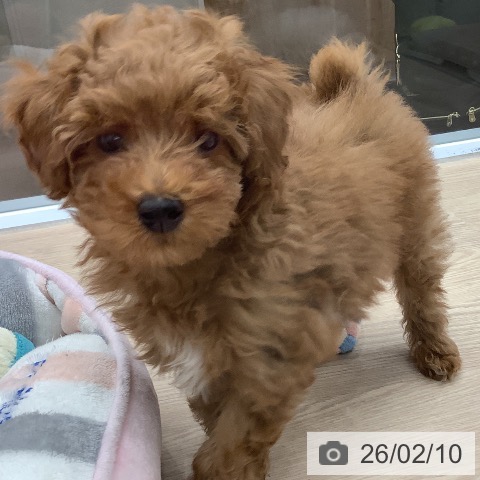 埼玉県のトイプードル(トイ) (ペットプラス 川口店/2025年11月24日生まれ/男の子/レッド)の子犬の4枚目の画像